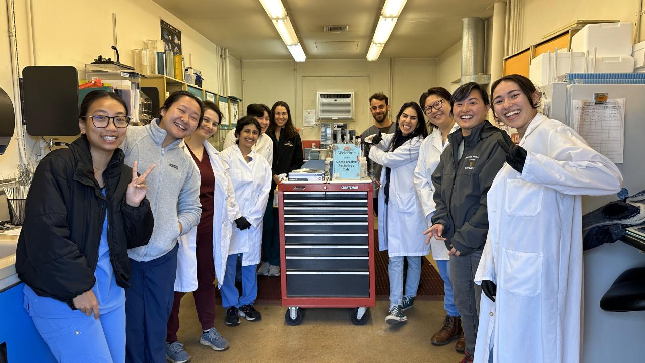 Sinh viên thú y thực hành tại phòng lab ở Mỹ.