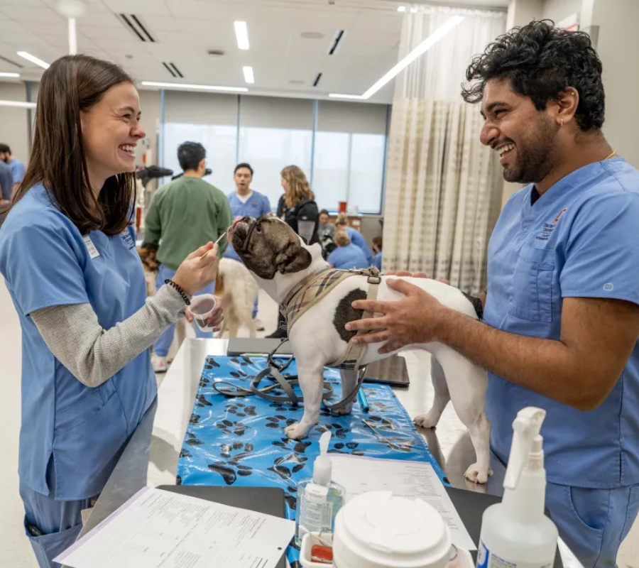Du học Mỹ ngành thú y - Sinh viên đang thực hành với động vật.